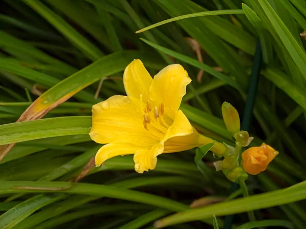 Sarı günlük çiçek, Hemerocallis Stella de Oro — Stok fotoğraf