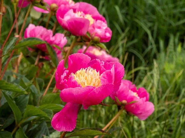 Fleur de pivoine rose et jaune, Paeonia lactiflora Largo — Photo