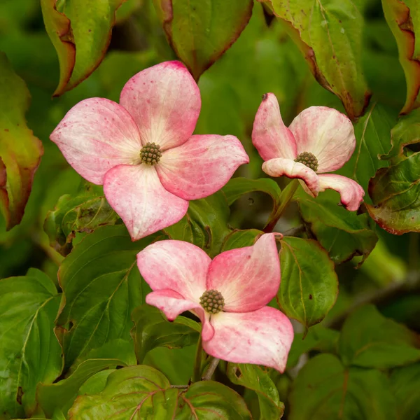 Όμορφα ροζ λουλούδια του Cornus kousa Μις Satomi — Φωτογραφία Αρχείου