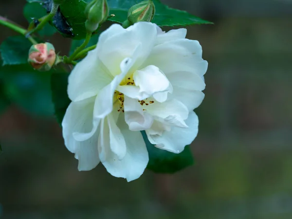 Primer plano de una rosa trepadora blanca — Foto de Stock