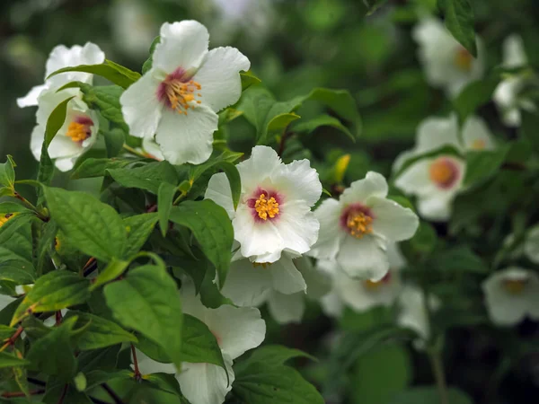 Białe kwiaty na makiecie pomarańczowy krzew — Zdjęcie stockowe