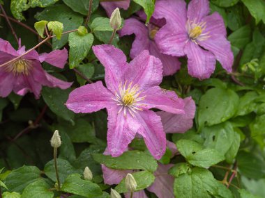 Bahçedeki sevimli pembe Clematis çiçekleri