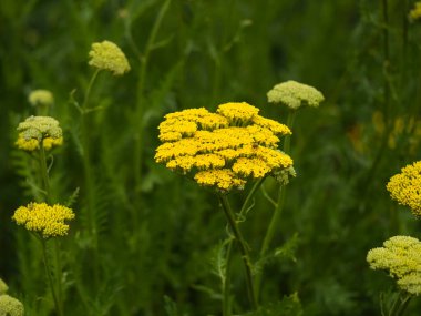 Sarı kiremit ya da Achillea Bahçede çiçek açıyor