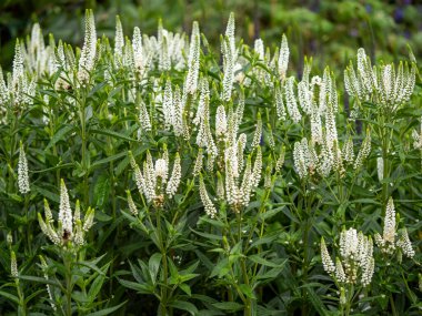 Veronica Longifolia First Lady bahçede çiçek açıyor