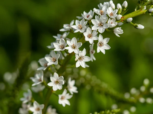 Flori albe de Lysimachia Lumânări de zăpadă loosestrife — Fotografie, imagine de stoc