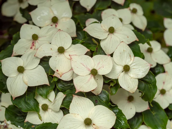 Białe kwiaty na krzewie Cornus kousa dogwood — Zdjęcie stockowe