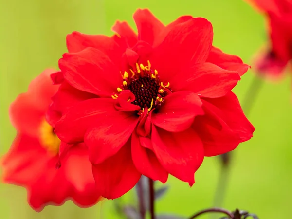 Flores vermelhas Dahlia, variedade Bispo de Llandaff — Fotografia de Stock