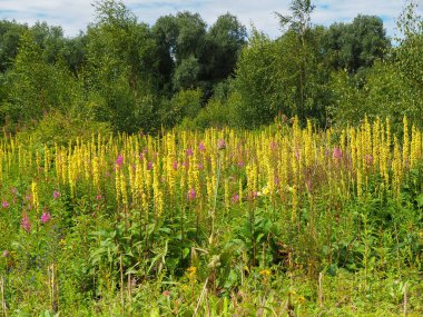 Kuzey Yorkshire Barlow Ortak Doğa Rezervi 'nde yabani çiçekler