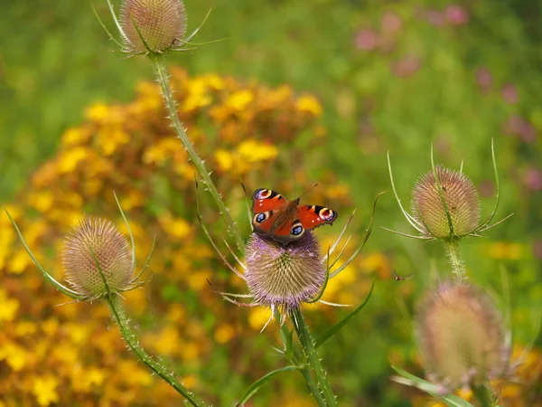 Peacock Butterfly，Aglais io，在一个茶壶上 — 图库照片