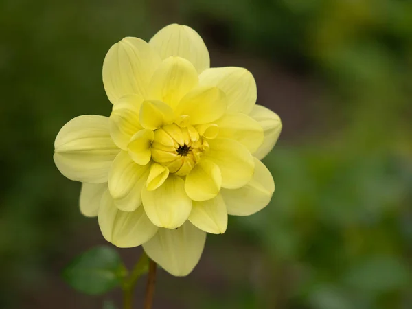 Sarı çifte Dahlia Çiçeği Bahçede — Stok fotoğraf