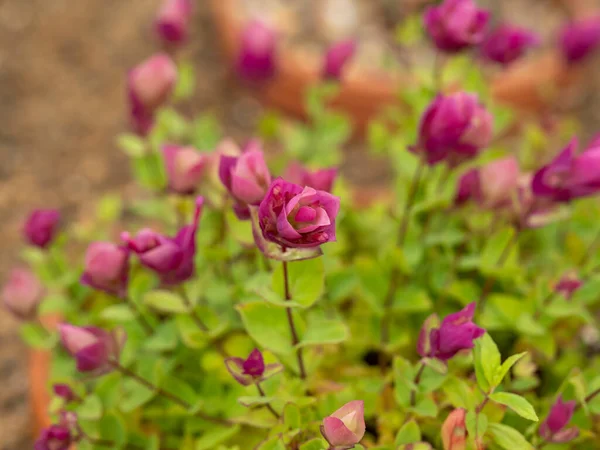 Rosa blommor på en Origanum amanumväxt — Stockfoto