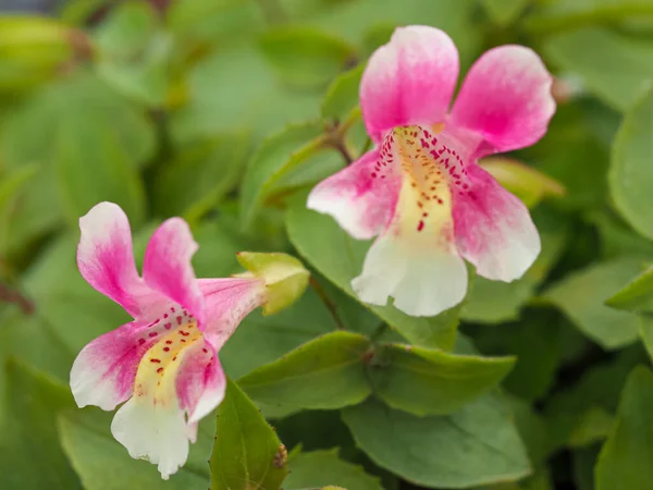 Красивые маленькие цветы на растении Mimulus naiandinus — стоковое фото