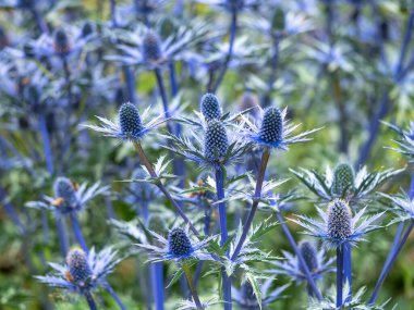 Deniz kutsal çiçekleri, Eryngium x zabelii Büyük Mavi