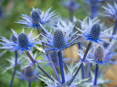 Deniz Çobanpüskülü, Eryngium x zabelii Büyük Mavi