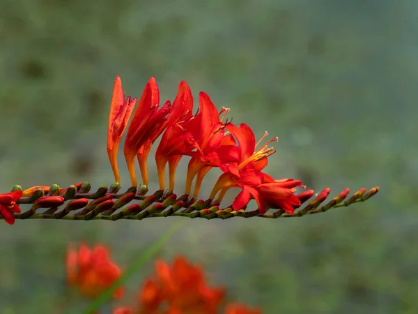 Épi de fleurs de crocosmie avec des fleurs et des bourgeons rouges — Photo