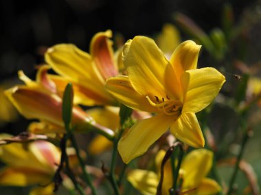 Bahçedeki parlak sarı Hemerocallis çiçekleri