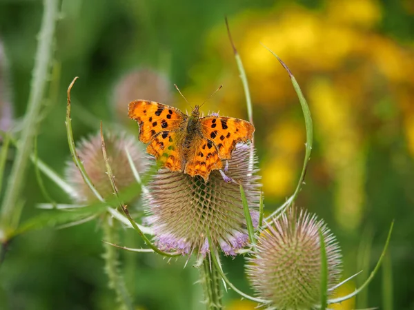 逗号蝴蝶, Polygonium c-album, on a teasel flower — 图库照片