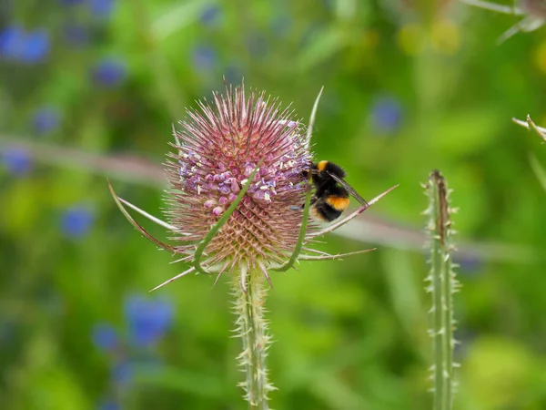 Hummel auf einer Teelichterblume auf einer Wiese — Stockfoto