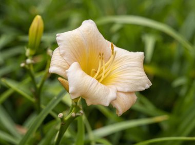 Şeftalili Hemerocallis, günlük çiçek, çeşitli Mini İnci.
