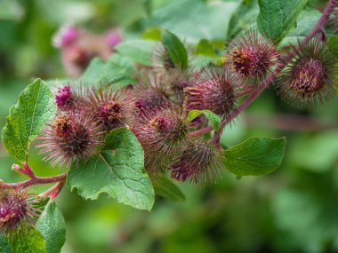 Mor çiçekler ve yeşil dulavrat yaprakları