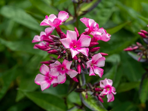 Růžové květy, odrůda Phlox paniculata Miss Ellie — Stock fotografie