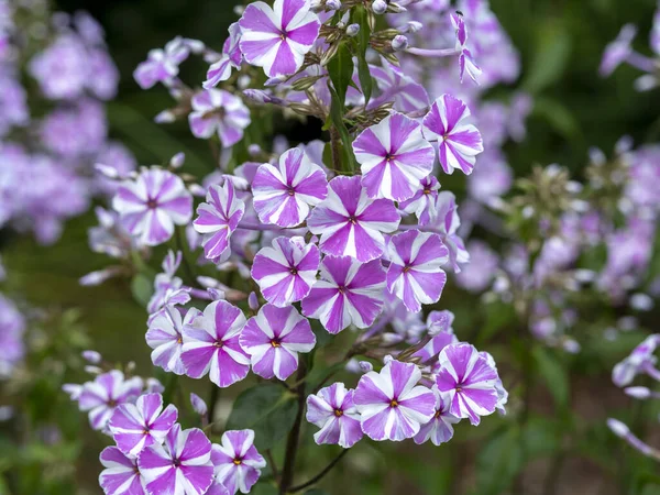 Růžové pruhované phlox květiny, odrůda Phlox maculata Nataschia — Stock fotografie