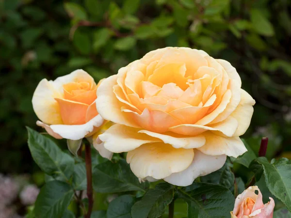Aprikosfärgade rosor, sort Sue Hipkin — Stockfoto