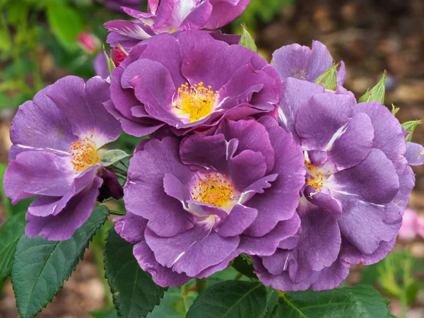 Rahpsody i blå ros blommar i en trädgård — Stockfoto