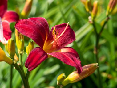 Koyu pembe Hemerocallis günlük, çeşitli Mountain Laurel.