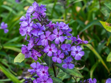 Phlox bir bahçede çiçek açan Mavi Cennet 'te panikledi.