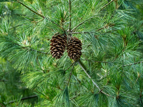 Cones de pinheiro em um pinheiro de Holford — Fotografia de Stock
