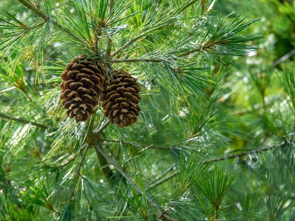 Cones de pinheiro em um pinheiro de Holford — Fotografia de Stock