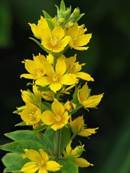 Gevşekliğin sarı çiçekleri, Lysimachia punctata — Stok fotoğraf