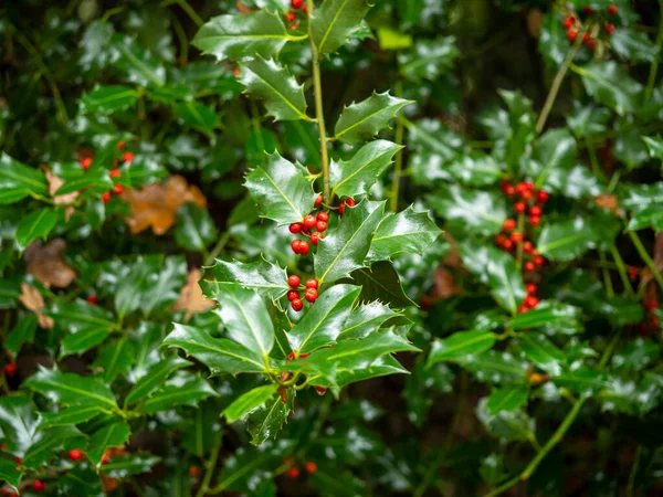 Zielone liście i czerwone jagody na krzaku ostrokrzewu — Zdjęcie stockowe