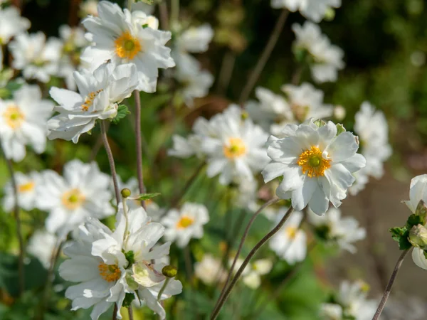 Ładny biały anemon kwiaty w ogrodzie — Zdjęcie stockowe