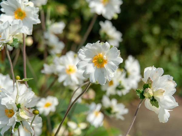 Vacker vit anemon blommor i en trädgård — Stockfoto