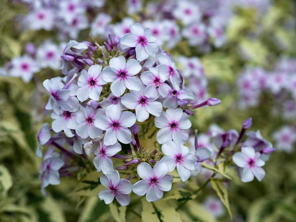 Blommor av Phlox paniculata, olika Norah Leigh — Stockfoto