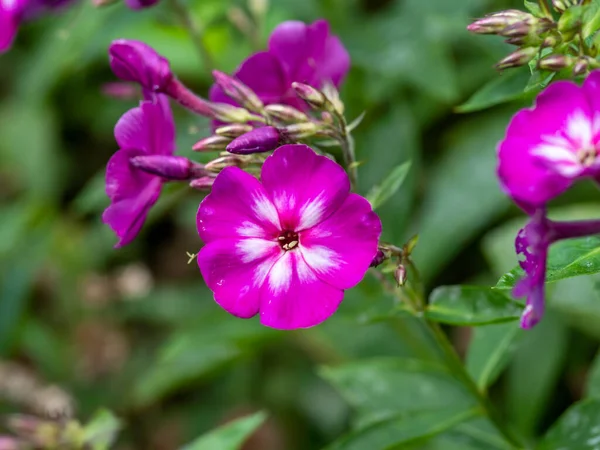 Closeup de flores rosa de Phlox paniculata Veludo Chama — Fotografia de Stock