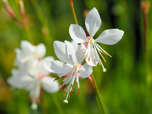 Frumoase flori de Gaura lindheimeri Sparkle White — Fotografie, imagine de stoc