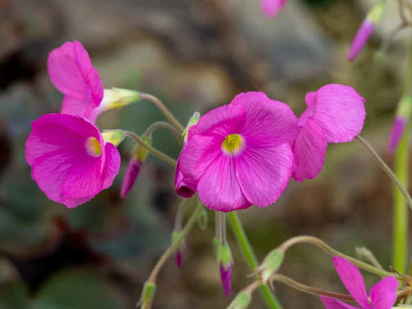 Flores cor de rosa de Oxalis purpurea bowiei azeda de madeira — Fotografia de Stock