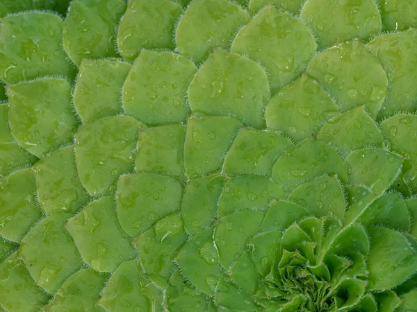 Feuilles chevauchantes de la plante succulente Aeonium tabuliforme — Photo
