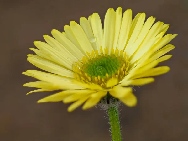 Gelbe Blume der Sorte Erigeron aureus Kanarienvogel — Stockfoto