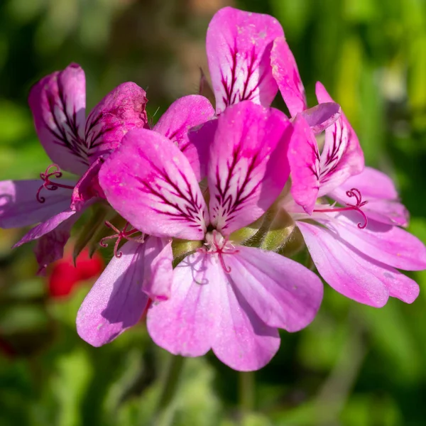 Roze roos geranium bloemen in een tuin Stockafbeelding