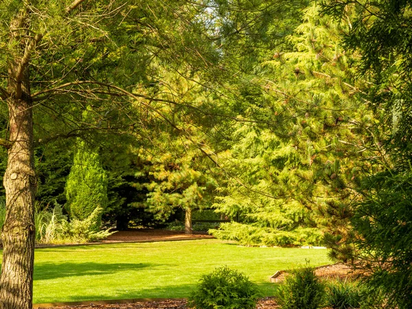 Tallskog och gräsmatta i en trädgård — Stockfoto
