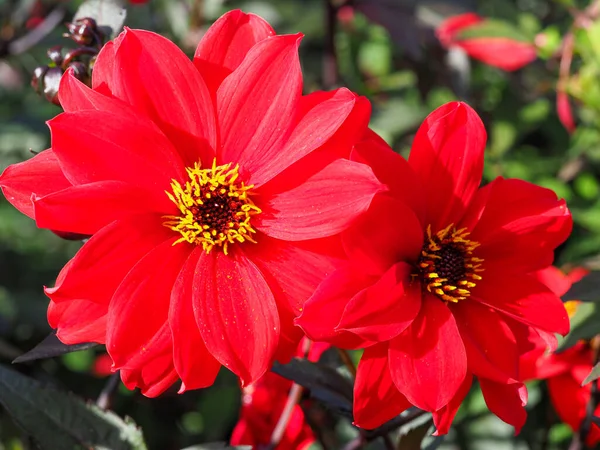 Duas flores vermelhas de Dahlia, variedade Bispo de Llandaff — Fotografia de Stock