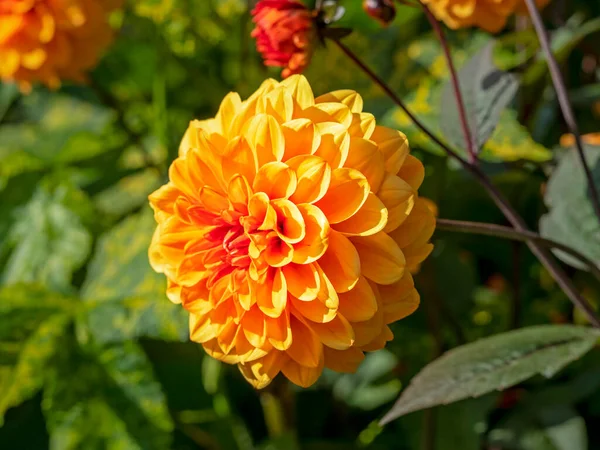 Bela flor dupla laranja Dahlia em um jardim — Fotografia de Stock