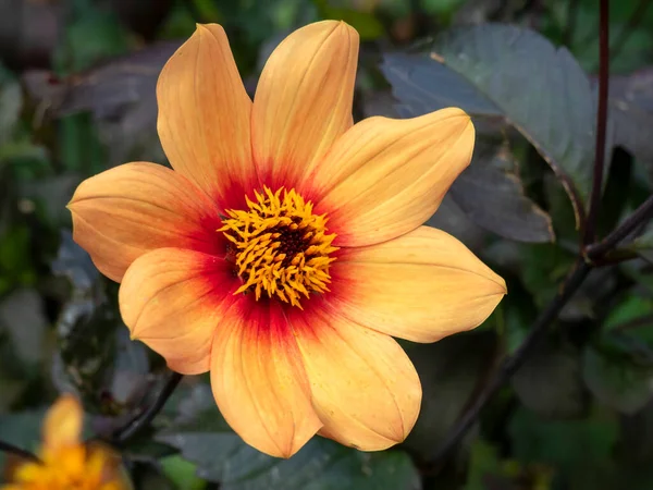 Bela flor laranja única Dahlia em um jardim — Fotografia de Stock