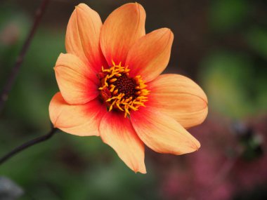 Güzel, turuncu, bekâr Dahlia çiçeği bir bahçede