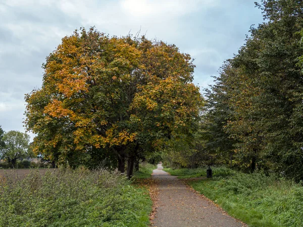 歩道の横に紅葉のあるシモアの木 — ストック写真