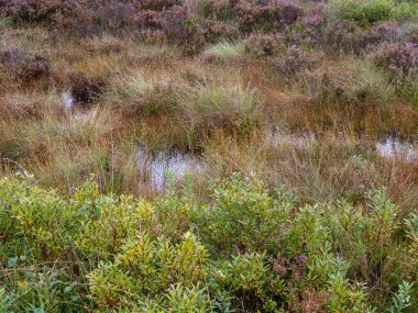 Bataklık otlağı, beyaz gagalı lağım ve bataklık habitatındaki funda dahil olmak üzere bitki örtüsü